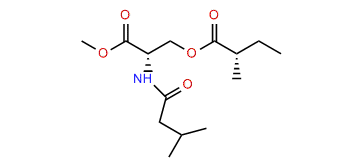 N-3-Methylbutyryl-O-2-methylbutyrylserine methyl ester